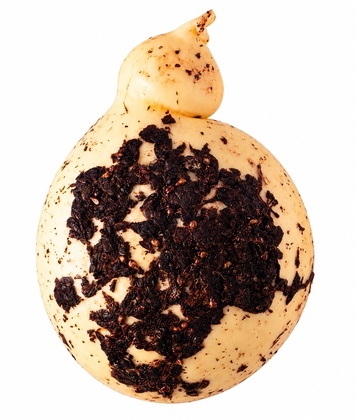 Caciocavallo affinato vinaccia ~1,9kg